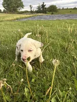 Oreo, a male Dalmatian for sale in Richland Center, WI – 2 of 3