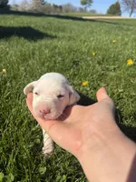 Gus, a male Dalmatian for sale in Richland Center, WI – Photo 3 of 5
