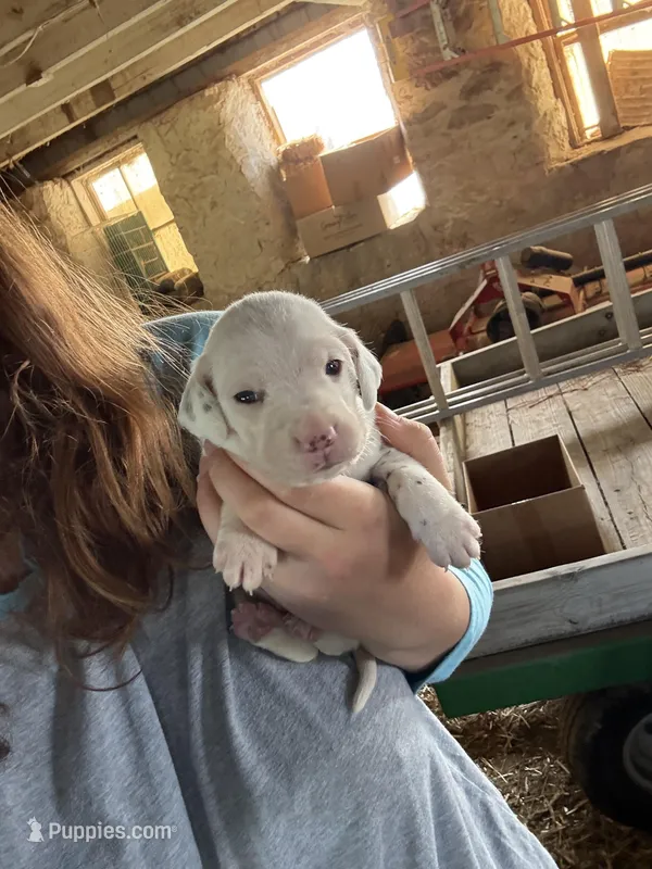 Gus – Dalmatian puppy for sale in Richland Center, WI