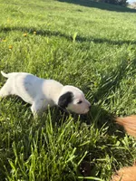 Carli, a female Dalmatian for sale in Richland Center, WI – Photo 3 of 5