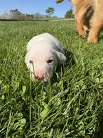 Gus, a male Dalmatian for sale in Richland Center, WI – Photo 2 of 5