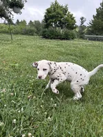 Gus, a male Dalmatian for sale in Richland Center, WI – 6 of 7