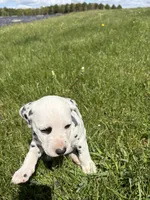 Brody, a male Dalmatian for sale in Richland Center, WI – 2 of 8
