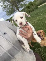 Zoro, a male Dalmatian for sale in Richland Center, WI – 1 of 5