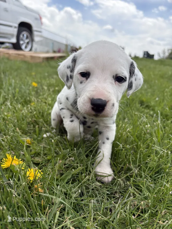 Gunner – Dalmatian puppy for sale in Richland Center, WI