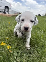 Gunner, a male Dalmatian for sale in Richland Center, WI – 1 of 3