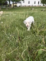 Ace , a male Dalmatian for sale in Richland Center, WI – 5 of 5
