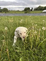 Enzo, a male Dalmatian for sale in Richland Center, WI – 1 of 5