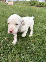 Loki, a male Dalmatian for sale in Richland Center, WI – 2 of 4