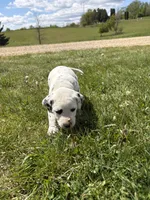 Brody, a male Dalmatian for sale in Richland Center, WI – 5 of 8