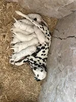 Gus, a male Dalmatian for sale in Richland Center, WI – Photo 5 of 5