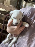 Murphy, a male Dalmatian for sale in Richland Center, WI – 2 of 4