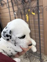 Brody, a male Dalmatian for sale in Richland Center, WI – 3 of 8