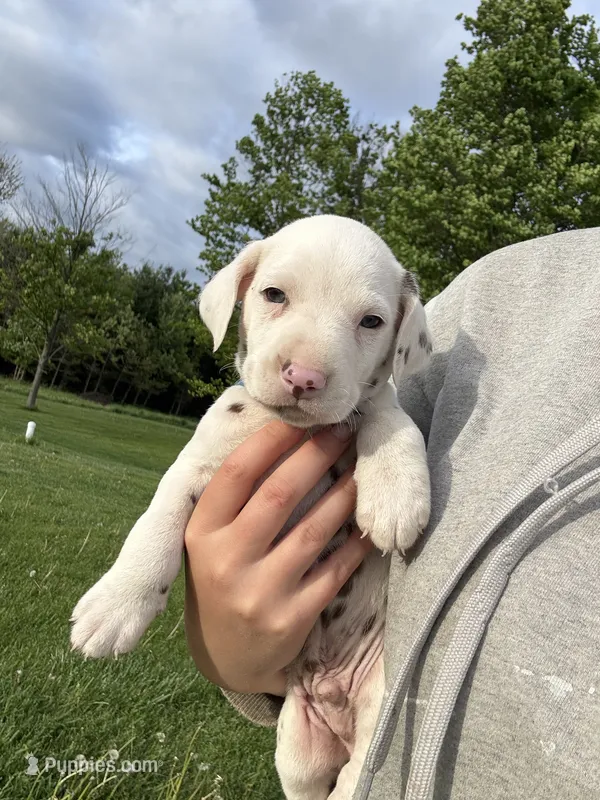 Gus – Dalmatian puppy for sale in Richland Center, WI