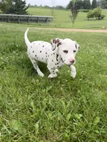 Gus, a male Dalmatian for sale in Richland Center, WI – 4 of 7