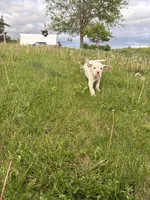 Loki, a male Dalmatian for sale in Richland Center, WI – 3 of 4