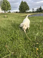 Oreo, a male Dalmatian for sale in Richland Center, WI – 3 of 3