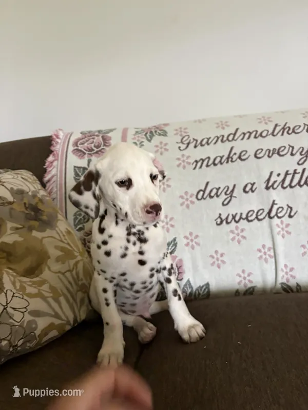 Gus – Dalmatian puppy for sale in Richland Center, WI