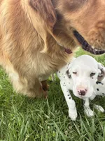 Mac, a male Dalmatian for sale in Richland Center, WI – 2 of 5