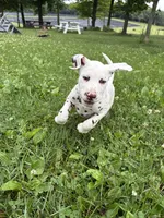 Zoro, a male Dalmatian for sale in Richland Center, WI – 6 of 6