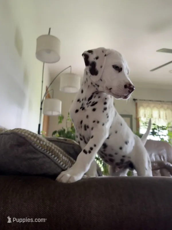 Zoro – Dalmatian puppy for sale in Richland Center, WI