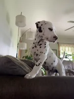 Zoro, a male Dalmatian for sale in Richland Center, WI – 1 of 6