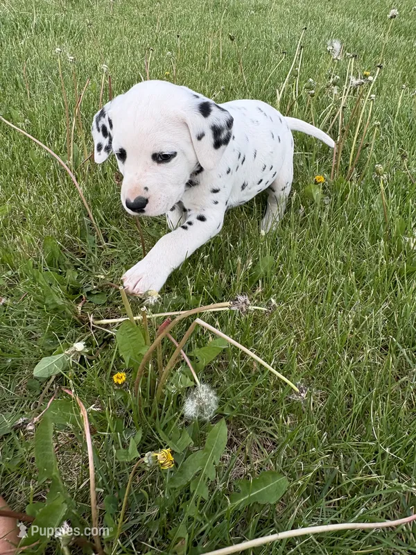 Brody – Dalmatian puppy for sale in Richland Center, WI