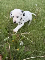 Brody, a male Dalmatian for sale in Richland Center, WI – 1 of 8