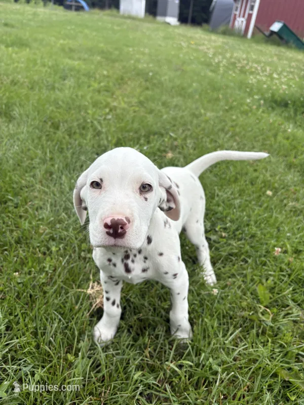Mac – Dalmatian puppy for sale in Richland Center, WI