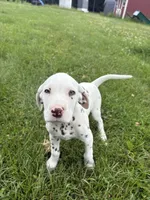 Mac, a male Dalmatian for sale in Richland Center, WI – 1 of 5
