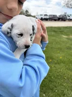 Gunner, a male Dalmatian for sale in Richland Center, WI – 2 of 3
