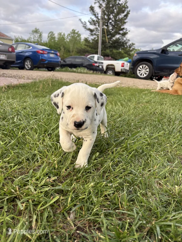 Murphy – Dalmatian puppy for sale in Richland Center, WI