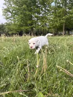 Zoro, a male Dalmatian for sale in Richland Center, WI – 5 of 5