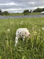 Enzo, a male Dalmatian for sale in Richland Center, WI – 3 of 5