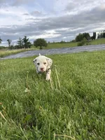 Zoro, a male Dalmatian for sale in Richland Center, WI – 4 of 5