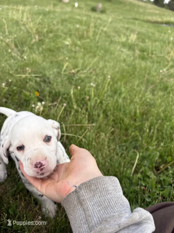 Ace  – Dalmatian puppy for sale in Richland Center, WI