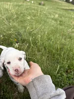 Ace , a male Dalmatian for sale in Richland Center, WI – 1 of 5