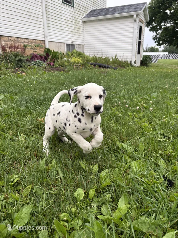 Oreo – Dalmatian puppy for sale in Richland Center, WI