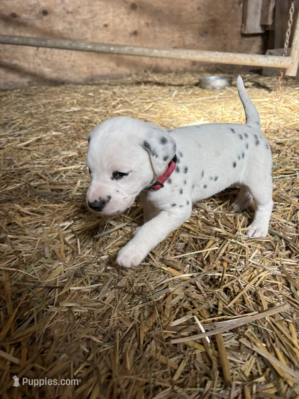 Murphy, a male Dalmatian for sale in Richland Center, WI – 1 of 4