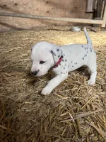 Murphy, a male Dalmatian for sale in Richland Center, WI – 1 of 4