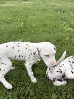 Mac, a male Dalmatian for sale in Richland Center, WI – 3 of 5