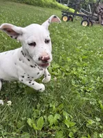 Zoro, a male Dalmatian for sale in Richland Center, WI – 4 of 6