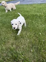 Brody, a male Dalmatian for sale in Richland Center, WI – 7 of 8