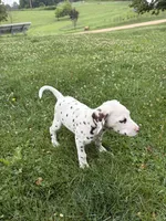Gus, a male Dalmatian for sale in Richland Center, WI – 7 of 7