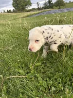 Enzo, a male Dalmatian for sale in Richland Center, WI – 2 of 5
