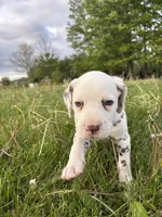 Zoro, a male Dalmatian for sale in Richland Center, WI – 2 of 5