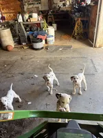 Mac, a male Dalmatian for sale in Richland Center, WI – 4 of 5