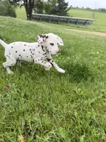 Gus, a male Dalmatian for sale in Richland Center, WI – 3 of 7