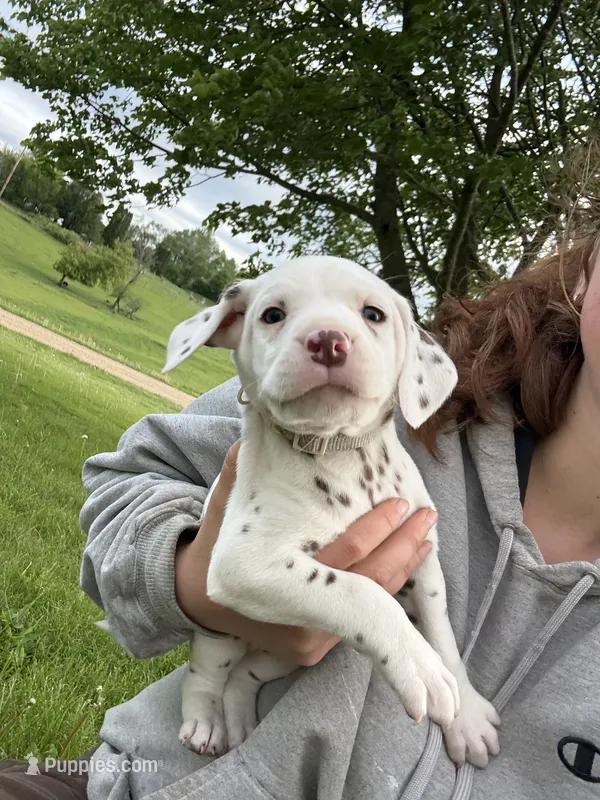 Loki – Dalmatian puppy for sale in Richland Center, WI