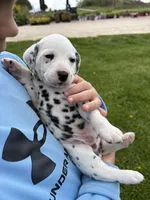 Gunner, a male Dalmatian for sale in Richland Center, WI – 3 of 3